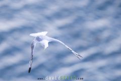 Mouette tridactyle ; Black-legged kittiwake