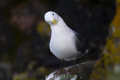 Mouette tridactyle ; Black-legged kittiwake