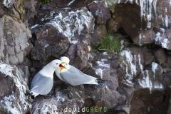 Mouette tridactyle ; Black-legged kittiwake