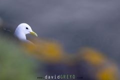 Mouette tridactyle ; Black-legged kittiwake