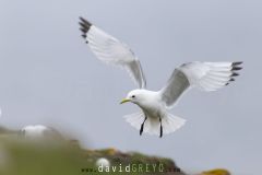 Mouette tridactyle ; Black-legged kittiwake