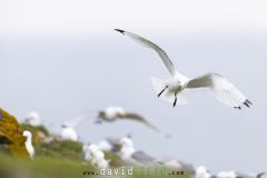 Mouette tridactyle ; Black-legged kittiwake