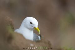 Mouette tridactyle ; Black-legged kittiwake