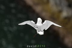 Mouette tridactyle ; Black-legged kittiwake