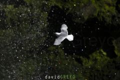 Mouette tridactyle ; Black-legged kittiwake