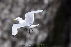 Mouette tridactyle ; Black-legged kittiwake