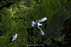 Mouette tridactyle ; Black-legged kittiwake