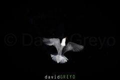 Mouette tridactyle ; Black-legged kittiwake