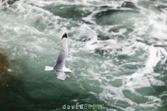 Mouette tridactyle ; Black-legged kittiwake