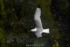 Mouette tridactyle ; Black-legged kittiwake