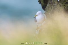 Mouette tridactyle ; Black-legged kittiwake