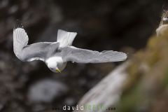 Mouette tridactyle ; Black-legged kittiwake