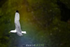 Mouette tridactyle ; Black-legged kittiwake