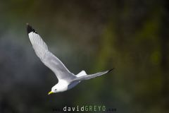 Mouette tridactyle ; Black-legged kittiwake