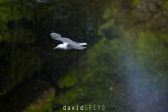 Mouette tridactyle ; Black-legged kittiwake