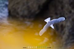 Mouette tridactyle ; Black-legged kittiwake