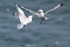 Mouette tridactyle ; Black-legged kittiwake