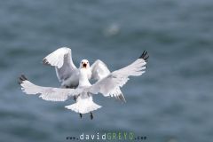 Mouette tridactyle ; Black-legged kittiwake