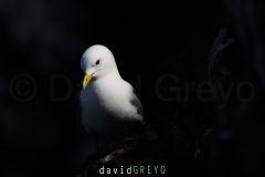 Mouette tridactyle ; Black-legged kittiwake