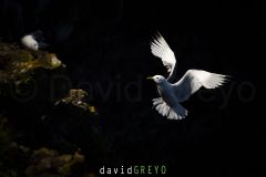 Mouette tridactyle ; Black-legged kittiwake