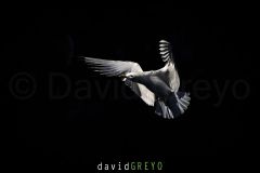 Mouette tridactyle ; Black-legged kittiwake