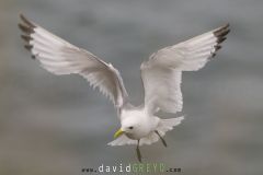 Mouette tridactyle ; Black-legged kittiwake