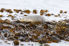 Phoque gris ; Grey Seal