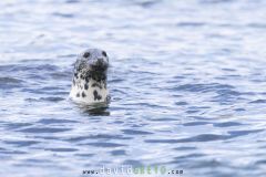 Phoque gris ; Grey Seal