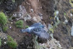Pigeon biset ; Rock dove