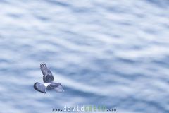 Pigeon biset ; Rock dove