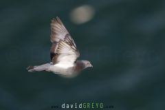 Pigeon biset ; Rock dove