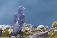 Pigeon biset ; Rock dove