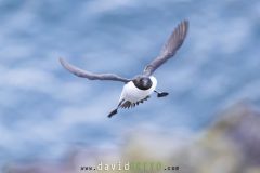 Pingouin torda ; Razorbill