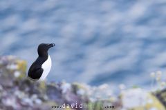 Pingouin torda ; Razorbill
