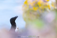 Pingouin torda ; Razorbill