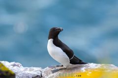 Pingouin torda ; Razorbill