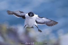 Pingouin torda ; Razorbill