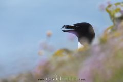 Pingouin torda ; Razorbill