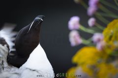 Pingouin torda ; Razorbill