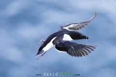 Pingouin torda ; Razorbill