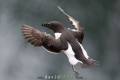 Pingouin torda ; Razorbill