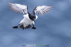 Pingouin torda ; Razorbill