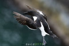Pingouin torda ; Razorbill