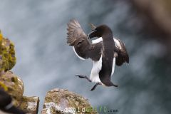Pingouin torda ; Razorbill