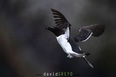 Pingouin torda ; Razorbill