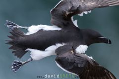 Pingouin torda ; Razorbill