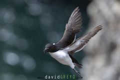 Pingouin torda ; Razorbill