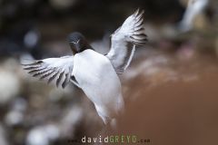 Pingouin torda ; Razorbill