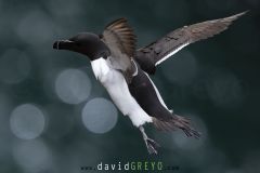 Pingouin torda ; Razorbill