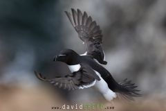 Pingouin torda ; Razorbill